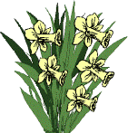 MDdafodils16A.gif (10153 bytes)