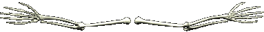 bonesbar3.gif (4627 bytes)