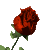 smbloomrose.gif (6025 bytes)