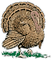 turkeysmall.gif (8782 bytes)