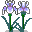 vsmiris.gif (396 bytes)